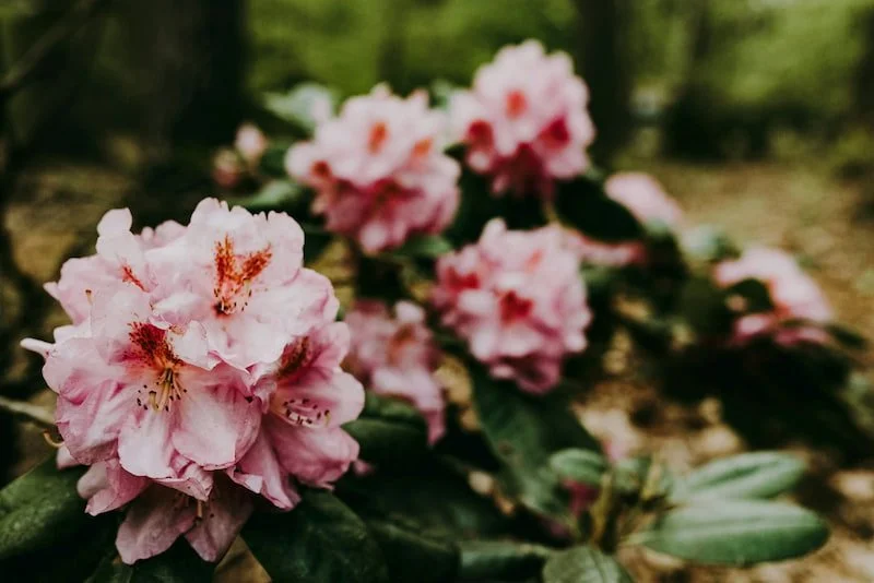 Pink flowers on a bush