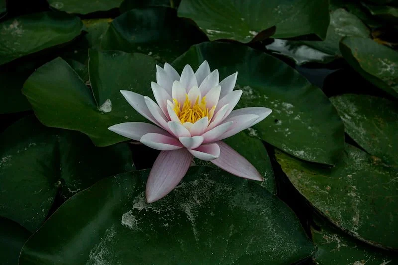 Lotus flower on the water