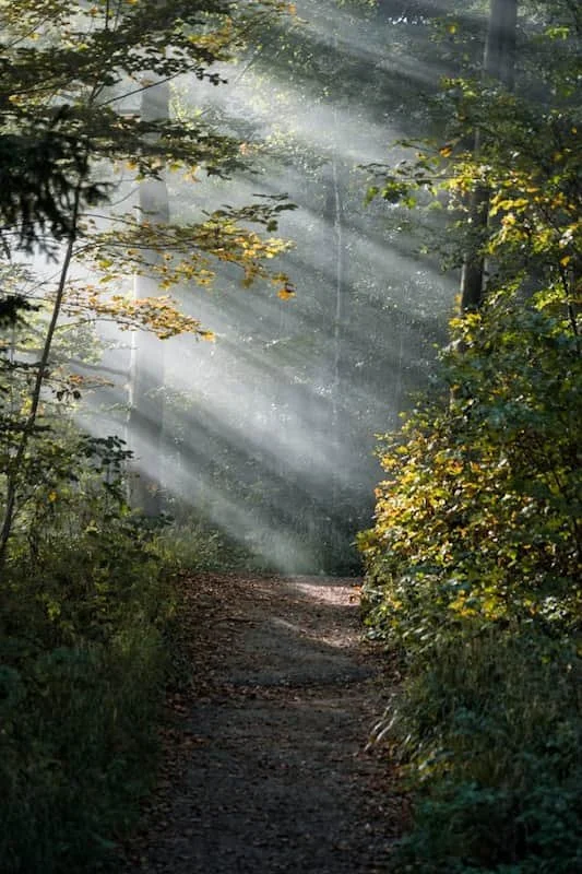 Sunlight filtering through trees onto a clear path