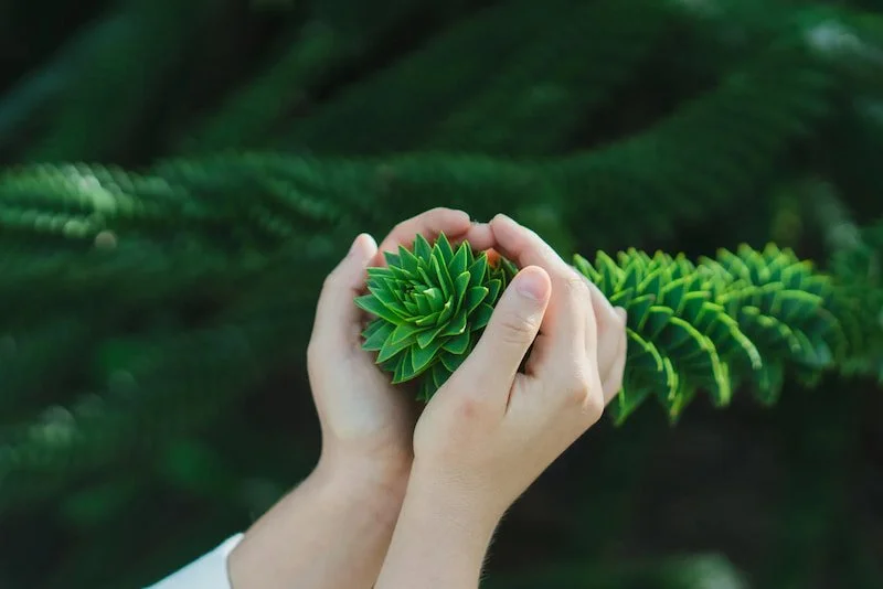 A person holding a green flower in their hand
