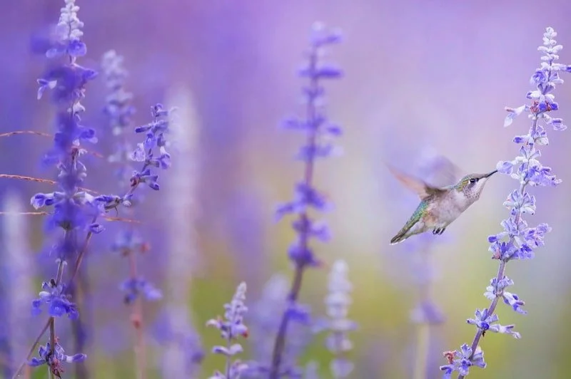 Humming bird on a plant