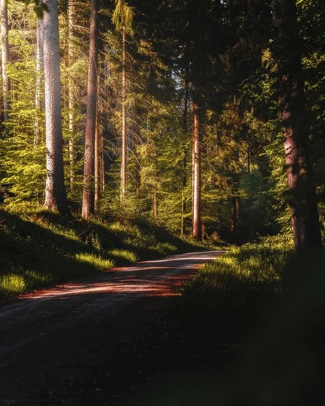 a sunlit path in the forest
