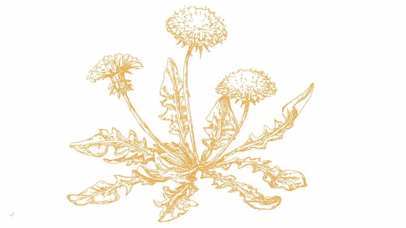 A line drawing of a dandelion plant with flowers and leaves in a golden-orange color on a white background.