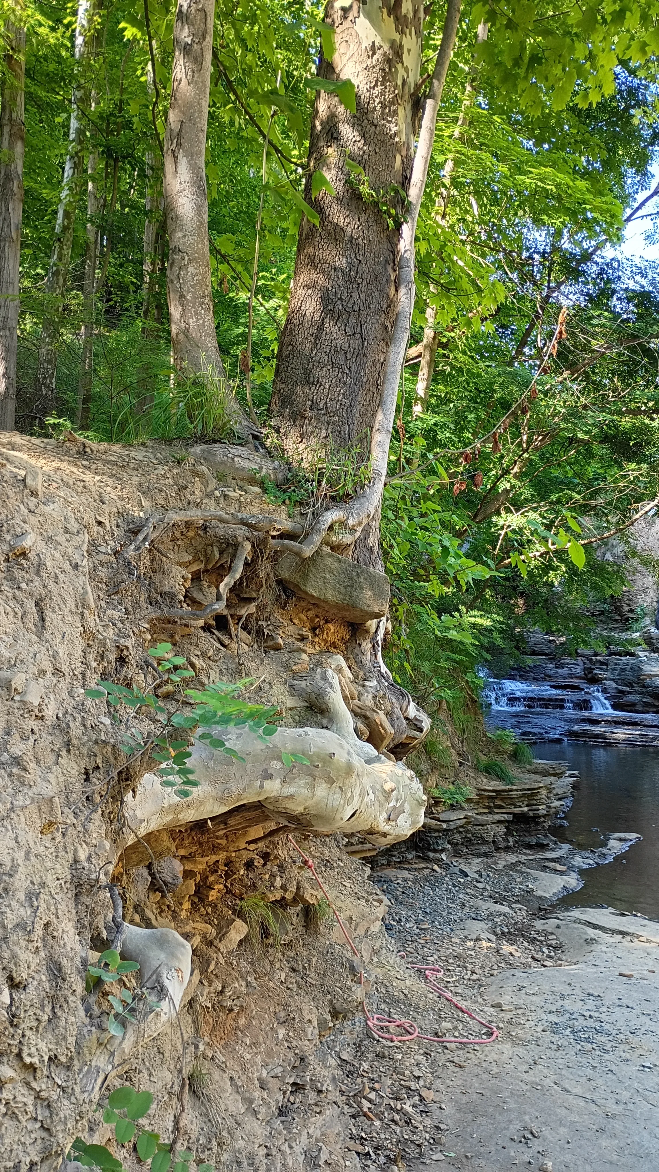 tree growing on a cliff