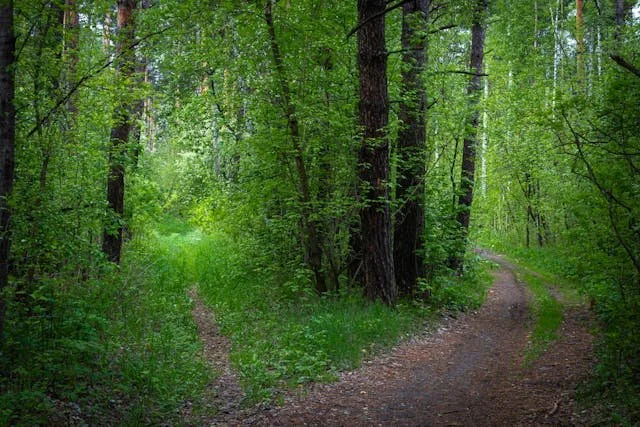 A path splits in two in a forest