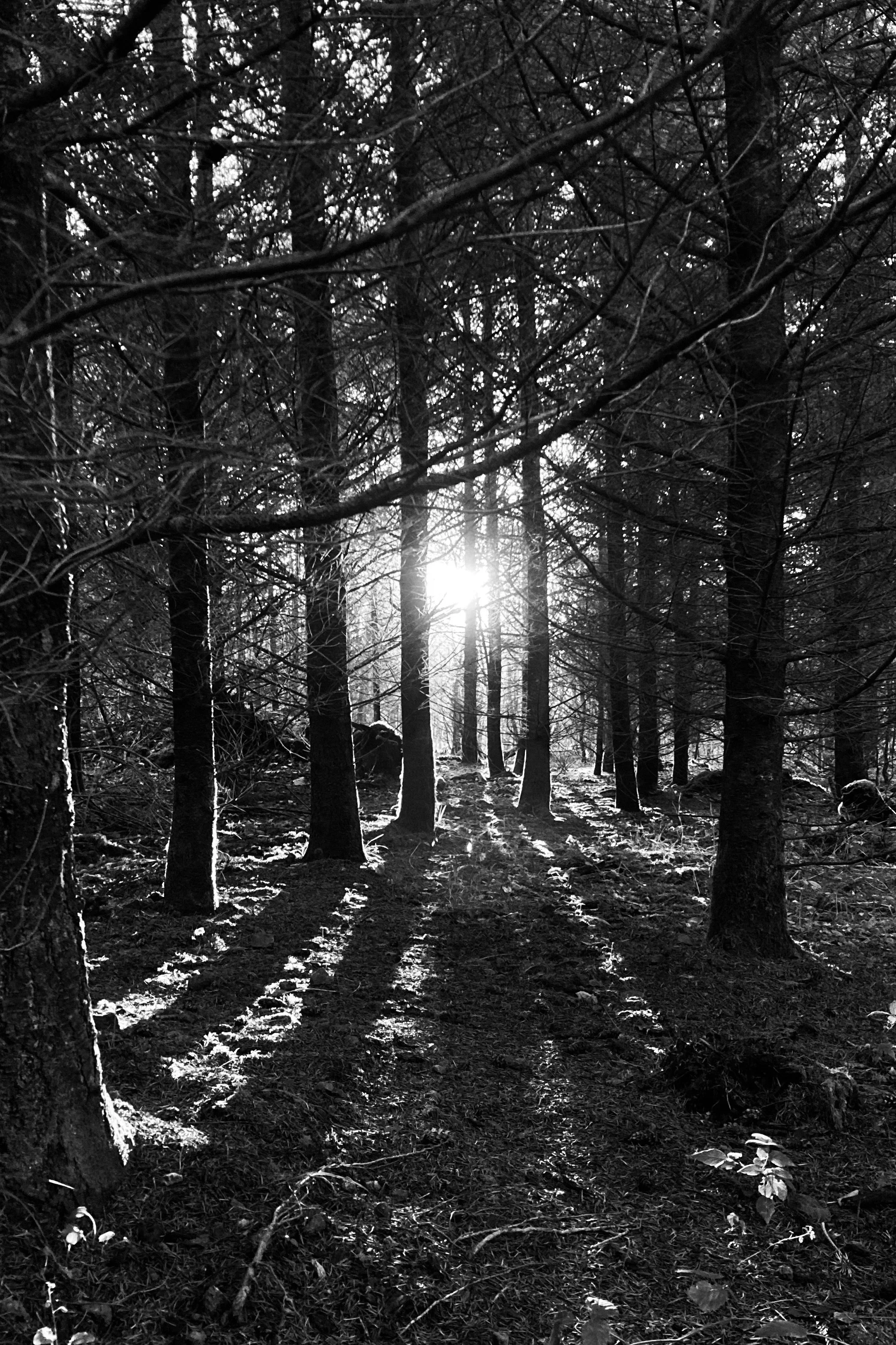 Lutzelhouse | France, 2024