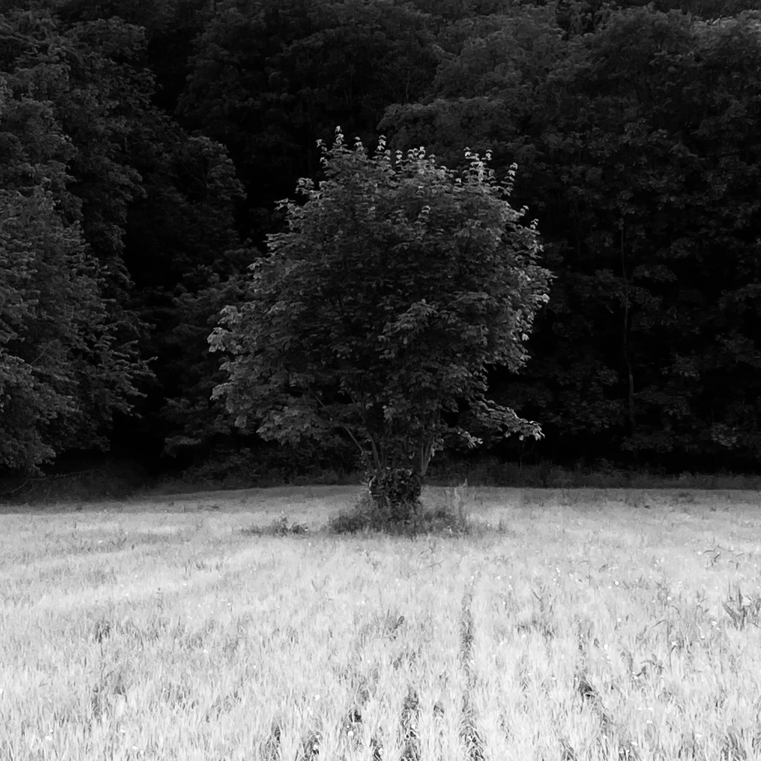 Boersch | France, 2024