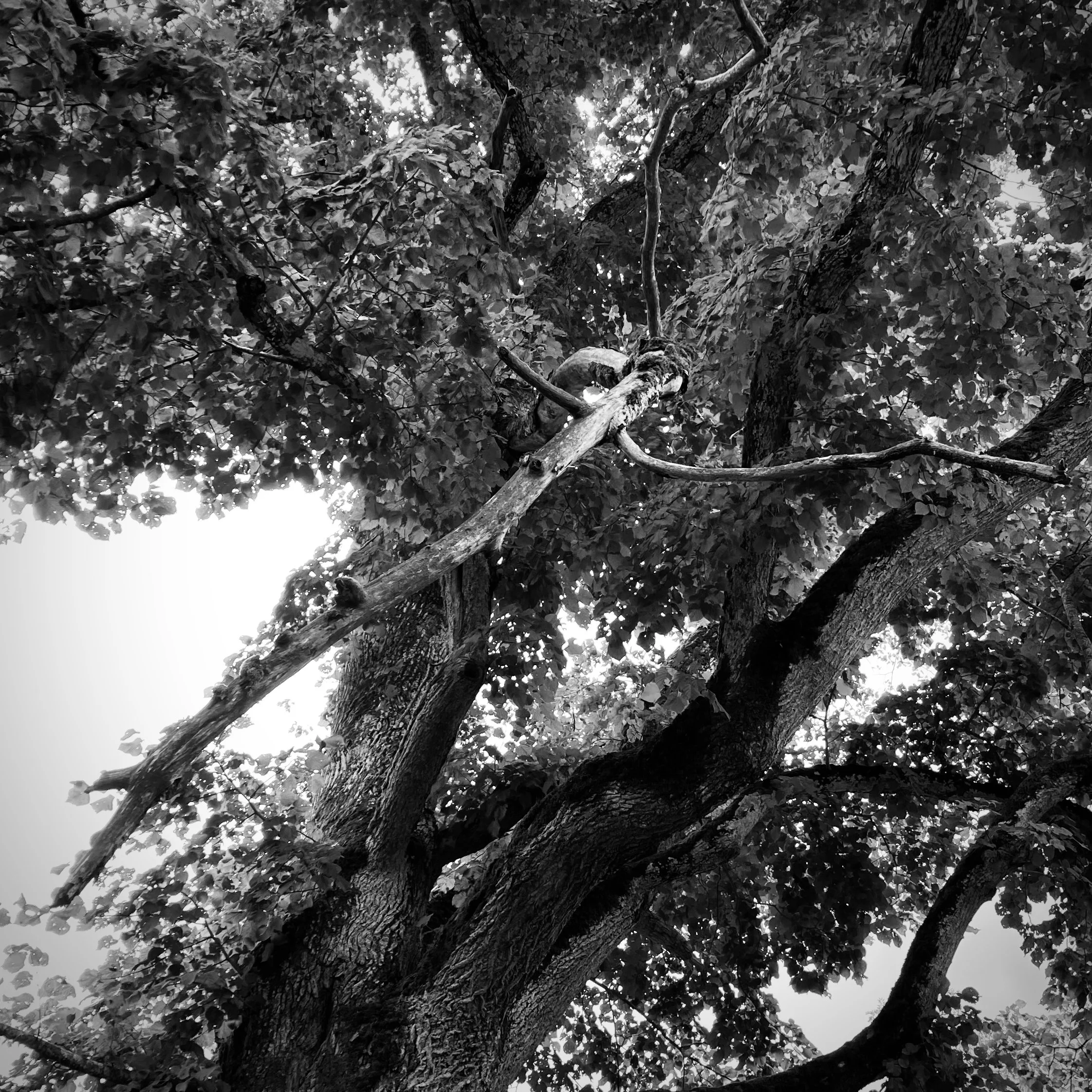 Affoux | France, 2023