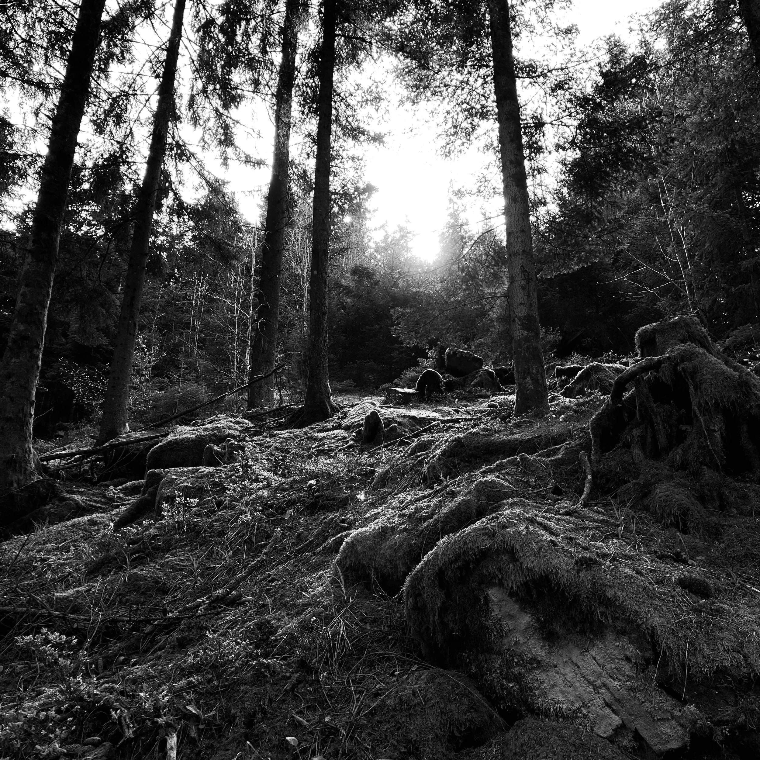 Oppenau | Allemagne, 2024