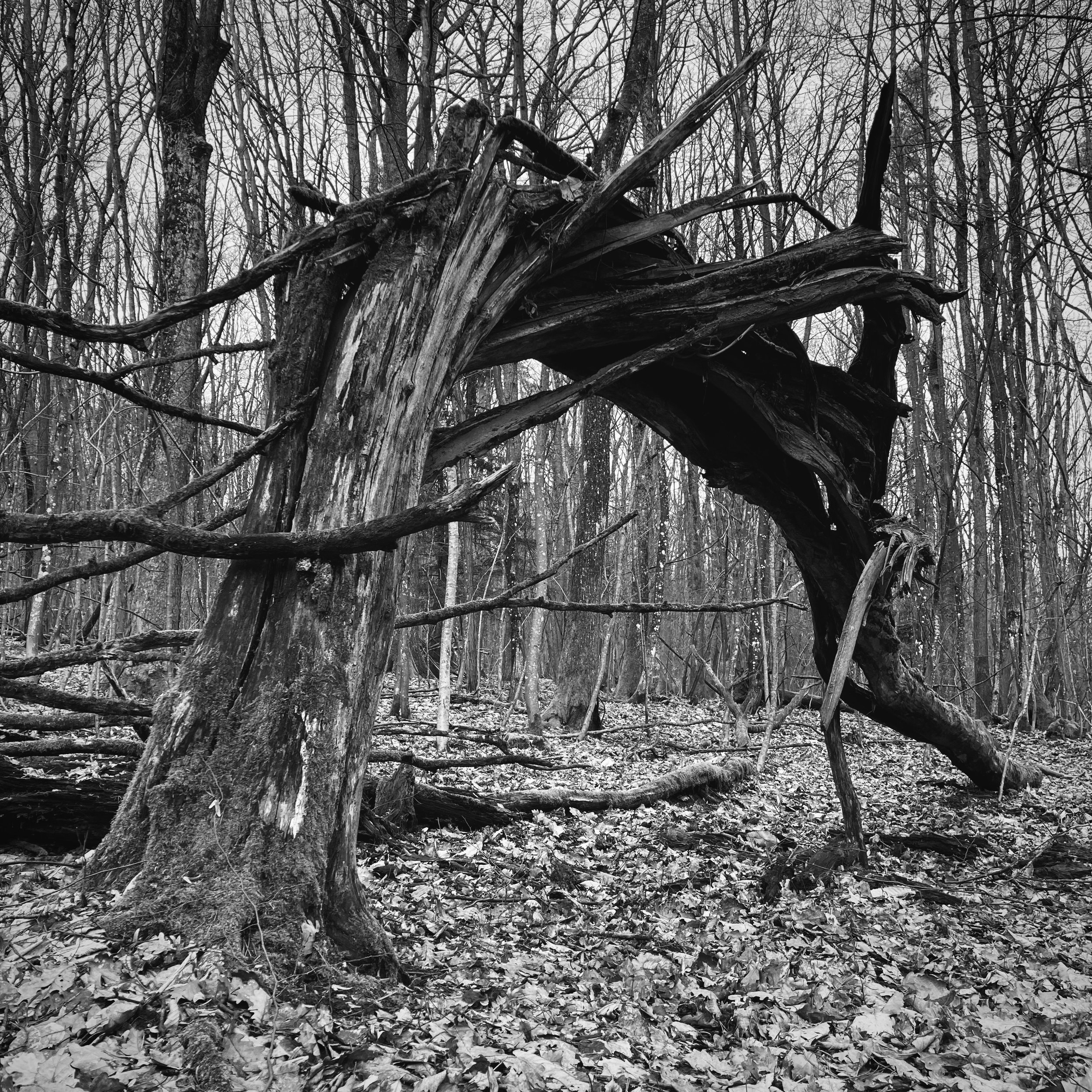 Boersch | France, 2024