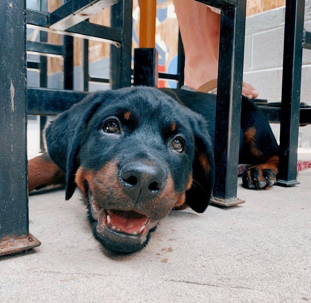 Look at those faces! Come to The Point THIS WEDNESDAY with your pups for YAPPY HOUR 6-8 pm 🐾🥂

Themed cocktails, doggie meals, free goodie bags, and @barcsanimalshelter will have a virtual list of adoptable dogs!! Support a good cause and enjoy the