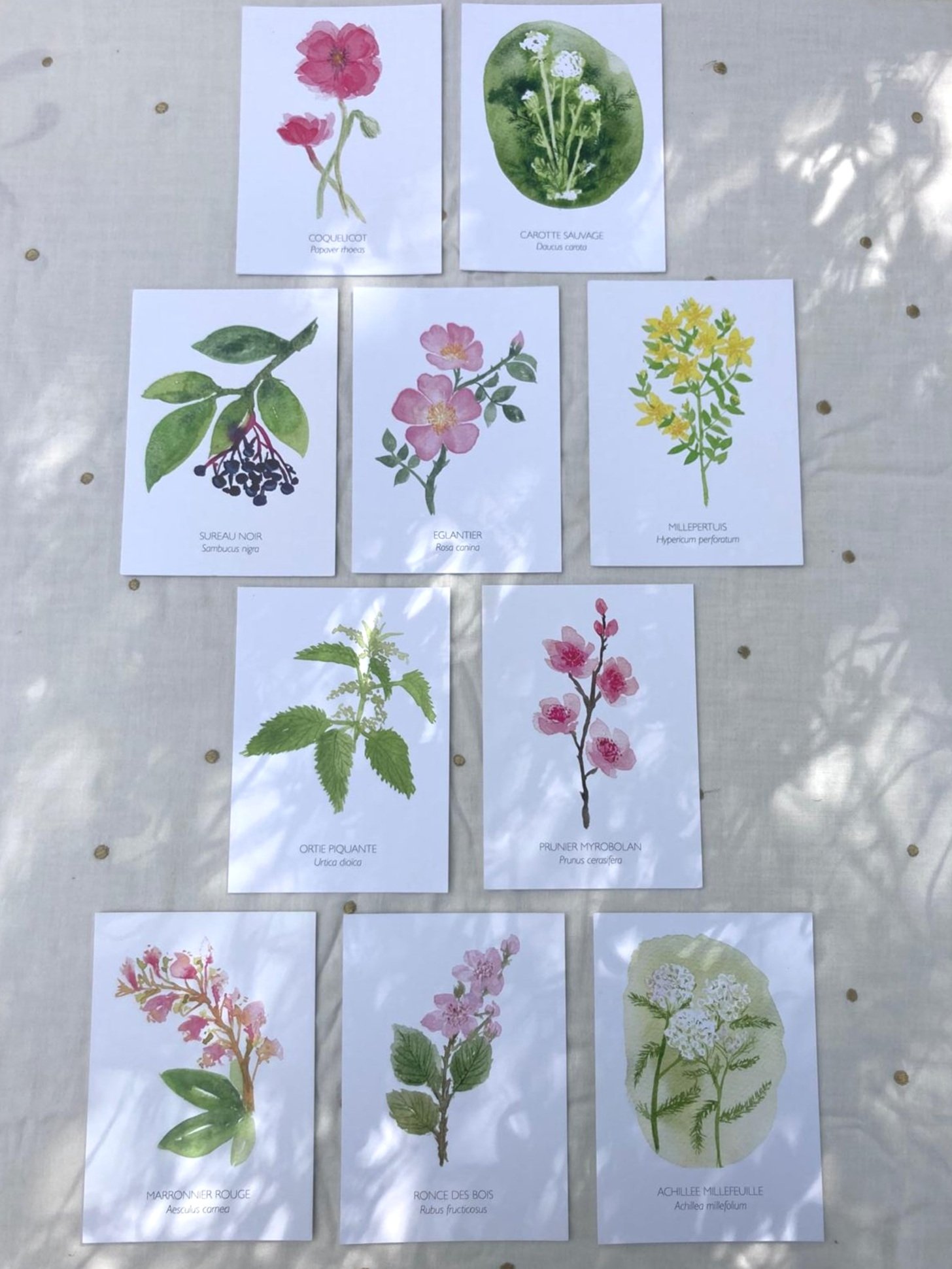 Carte postale fleurs et plantes - Lot de 10 cartes