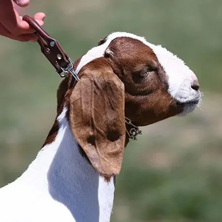 Goat Collar with Prongs