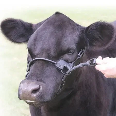 1st-class-show-halter-black-on-cow.jpeg