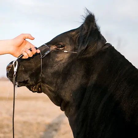2.0 Phantom Cattle Cable Halter with Ghost Grip