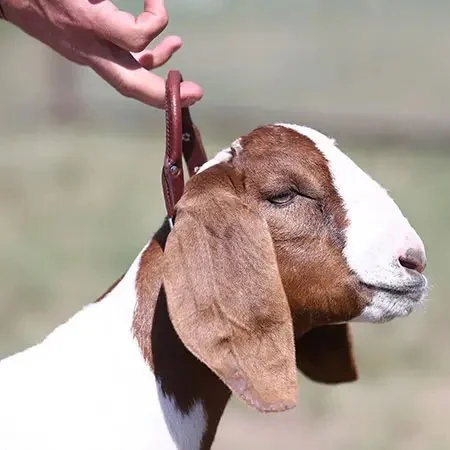 Leather Handle Goat Collar with Chain