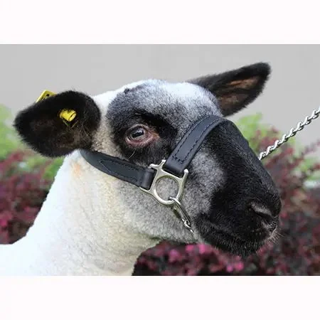 first-class-halter-black-lamb.jpeg