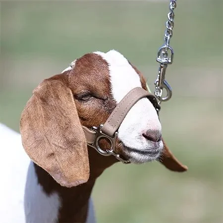 first-class-halter-natural-goat.jpeg