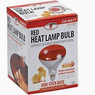 Red Heat Lamp Bulb