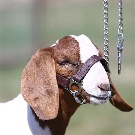 First Class Halter - Lamb and Goat