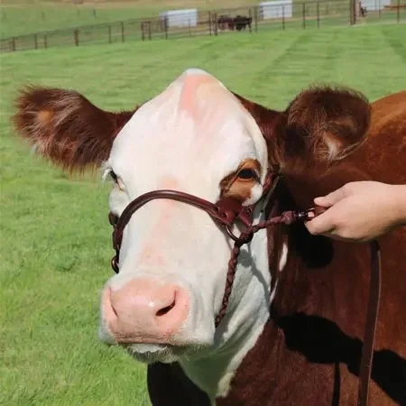 1st-class-show-halter-brown-on-cow.jpeg