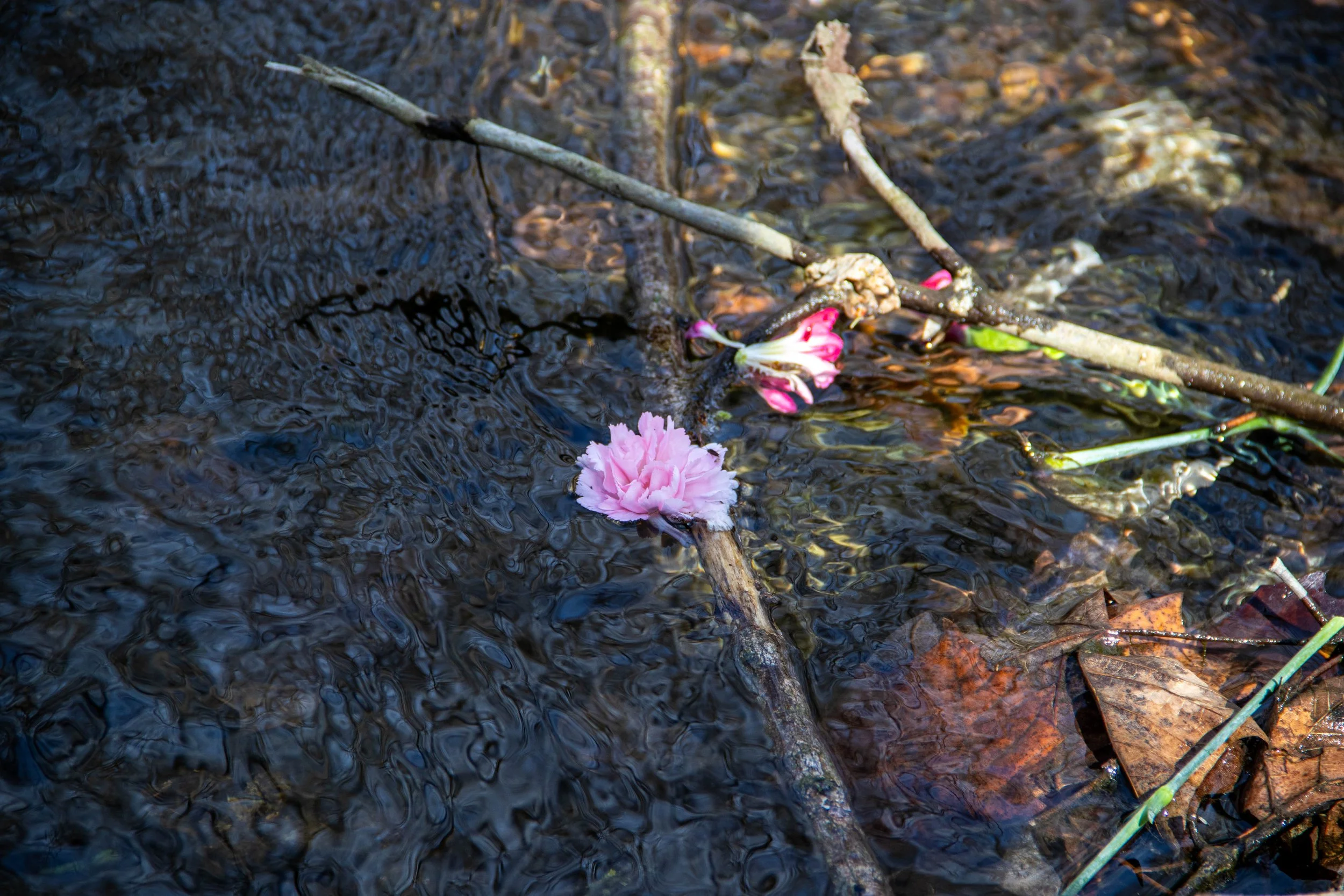Rebirth in Motion by Jaxson Bare