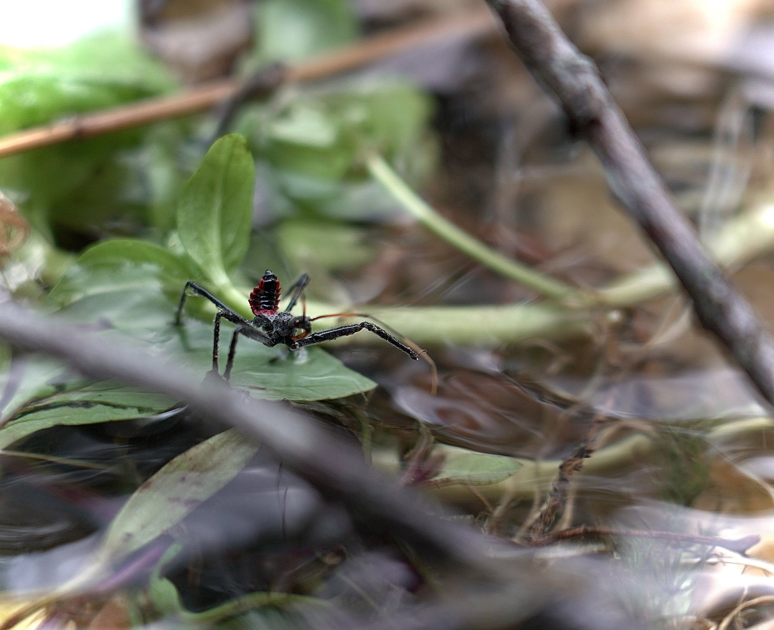 Itsy Bitsy Bug by Austin Krug