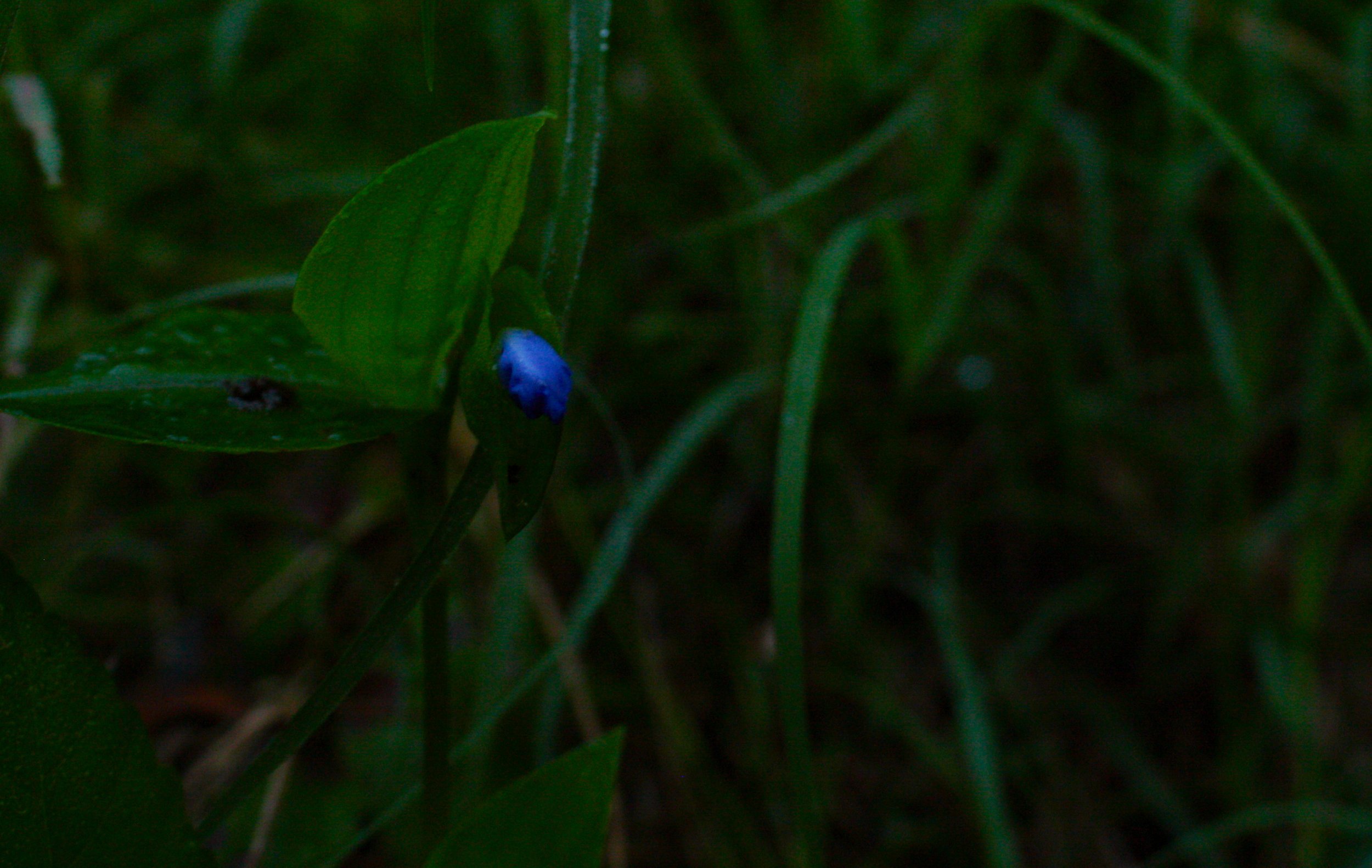 Dew Beginnings by Ellison Hyman