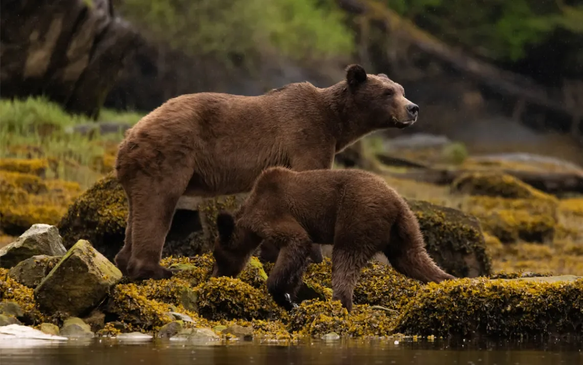 Why Canada’s Grizzlies Are at Risk Again and How Tourism Can Help, Sierra