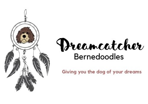 Dreamcatcher Bernedoodles