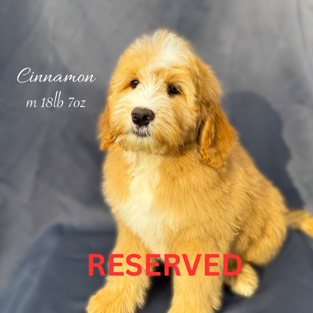 DreamcatcherBernedoodles.com.png