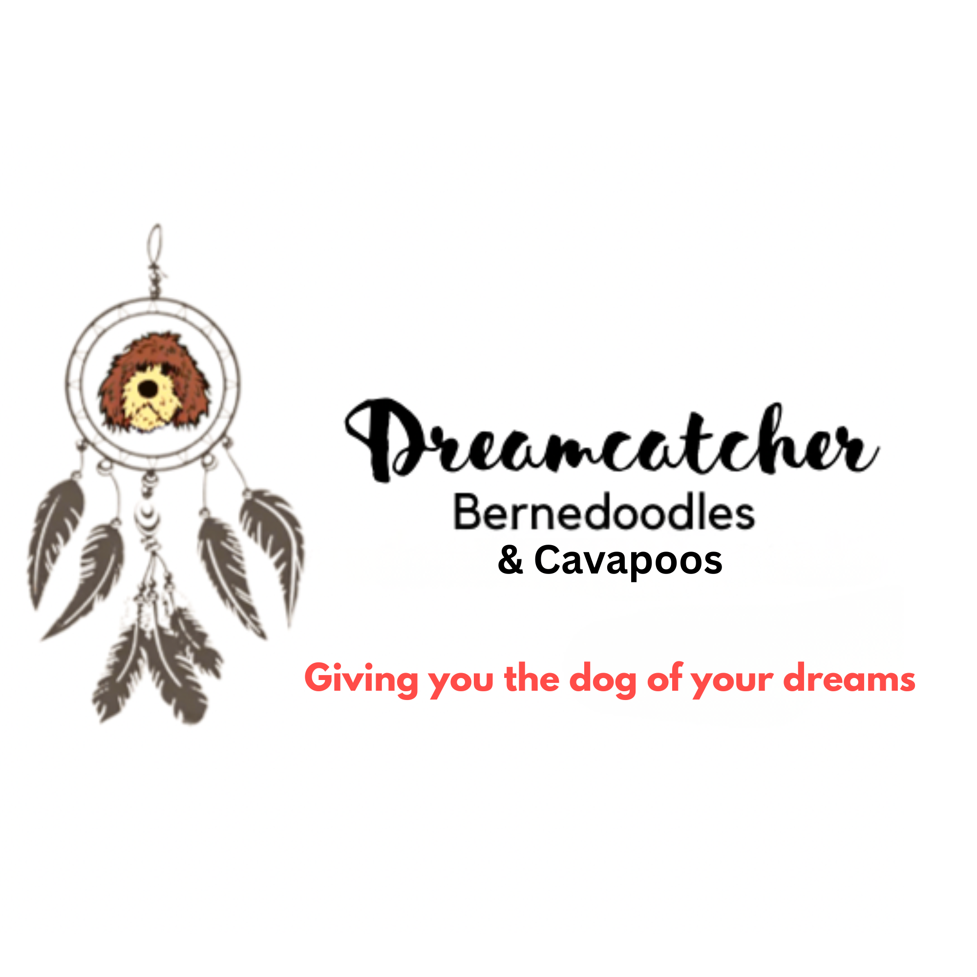 Dreamcatcher Bernedoodles