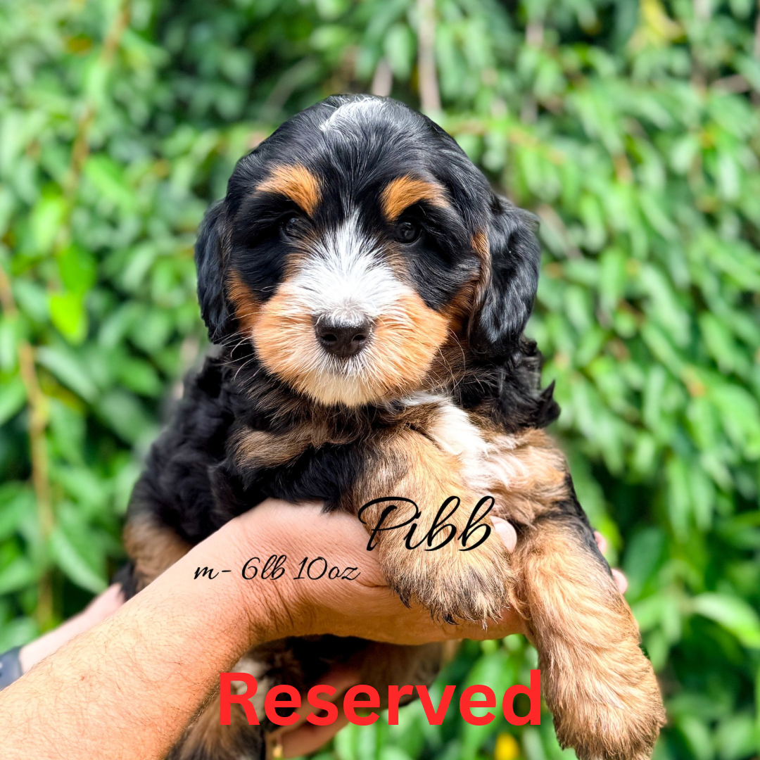 DreamcatcherBernedoodles.com (Instagram Post).png