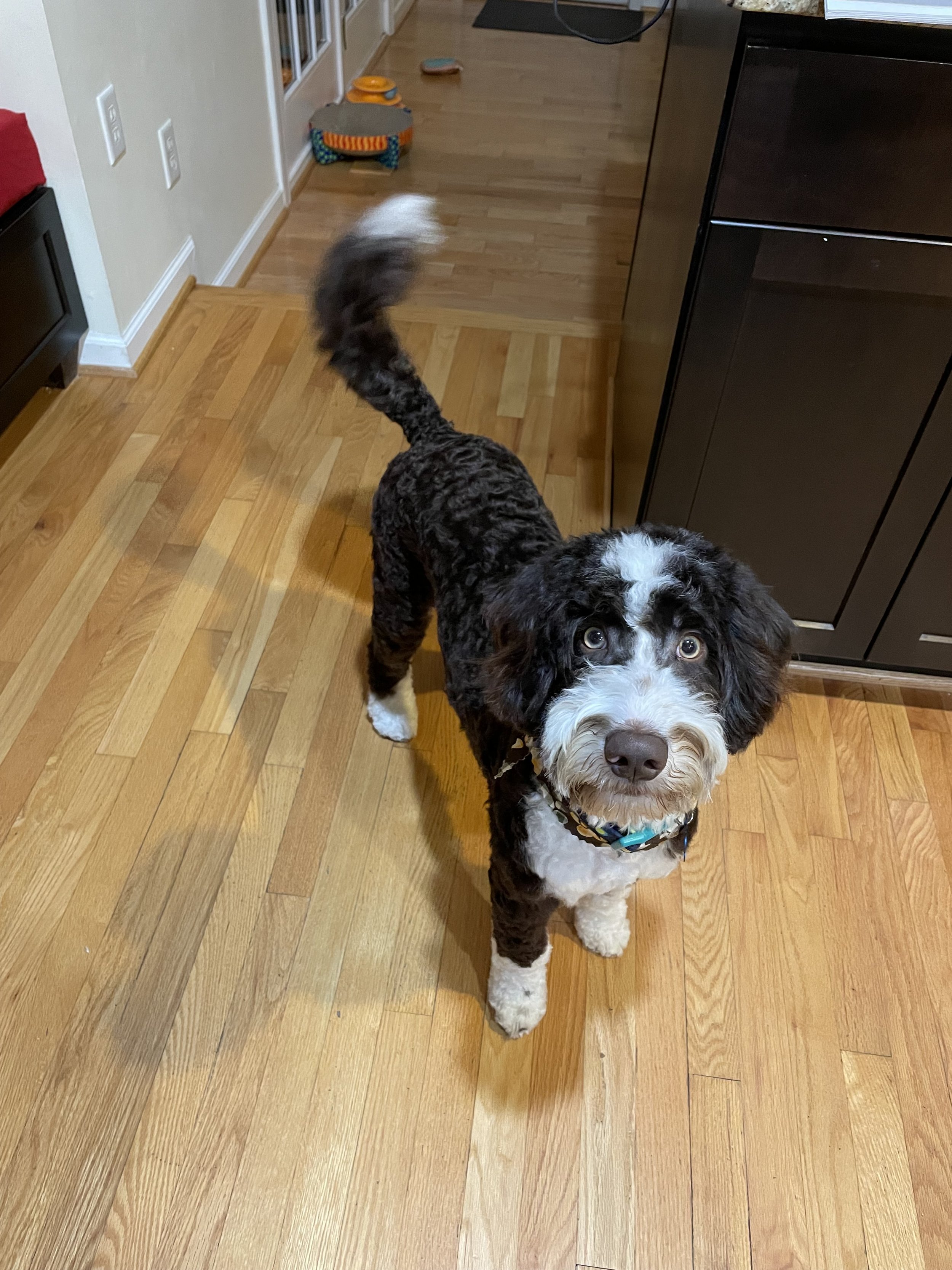 Our Boys Dreamcatcher Bernedoodles
