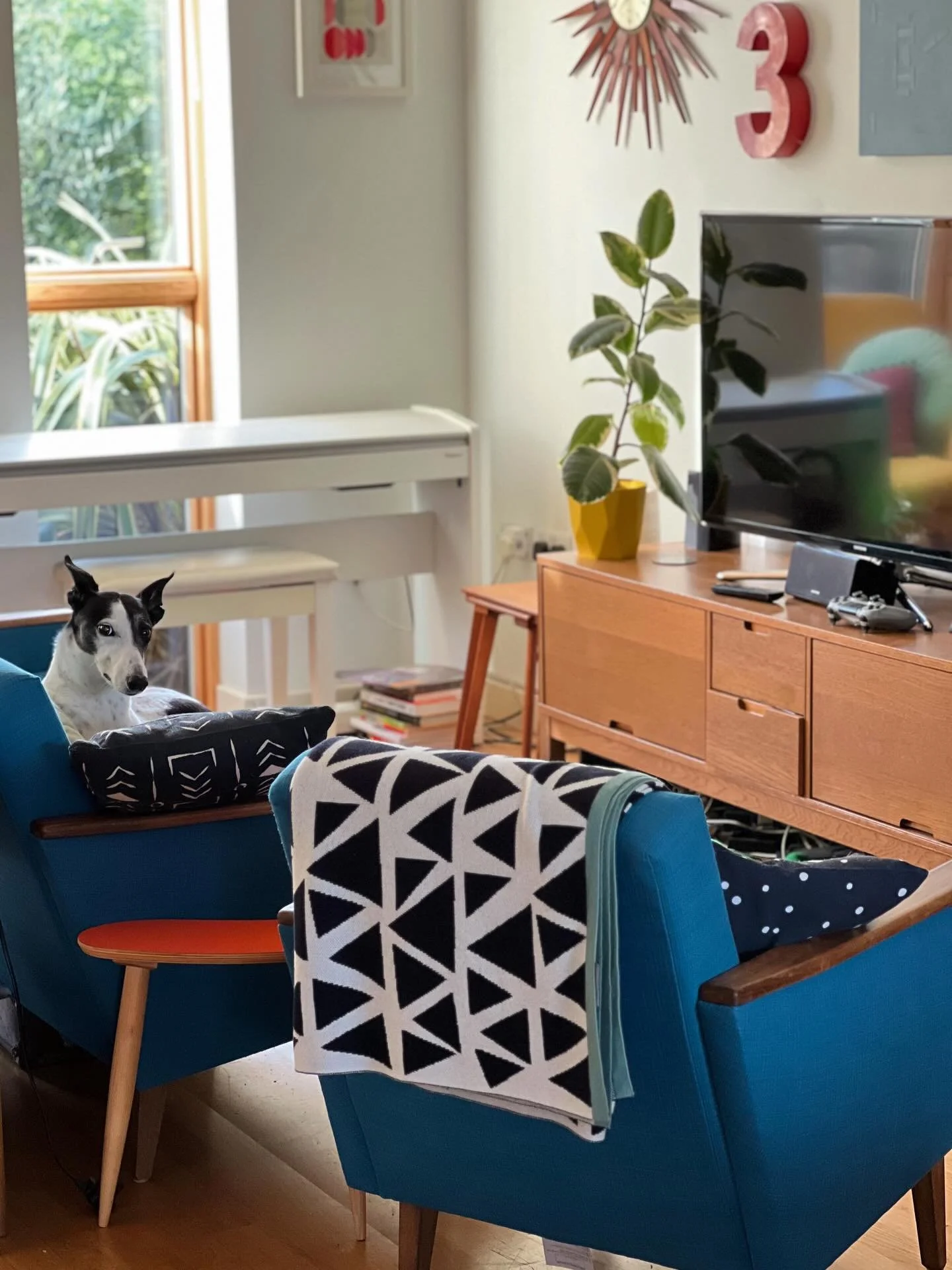 Spot the dog waiting for her dinner. She has about an hour and a half left to wait but she&rsquo;ll keep reminding me. 🖤

So nice to have some sunlight in the house! 

#home #lurcher #adoptsontshop #interiors #afternoon