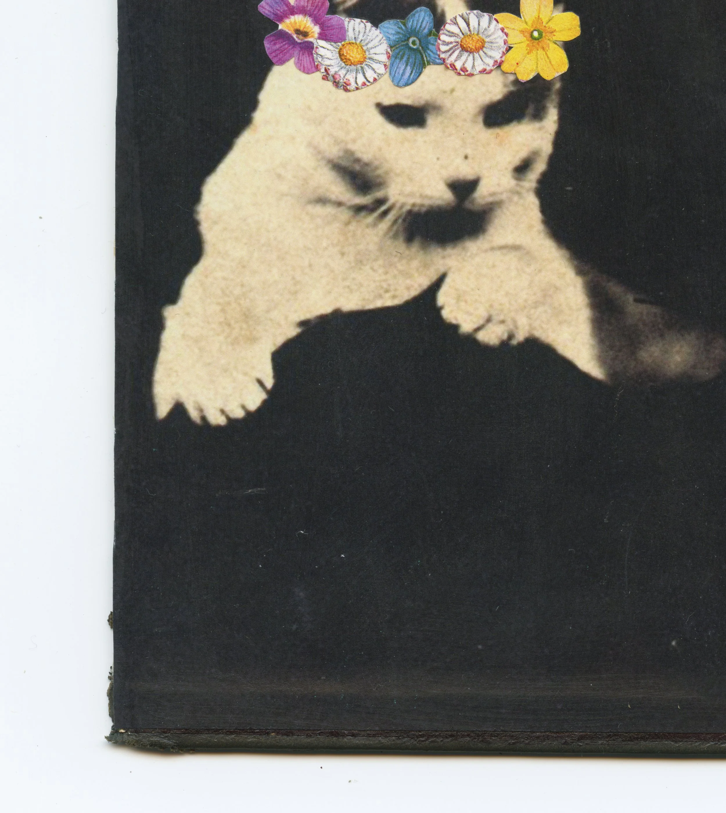 Floral Cat b.jpg