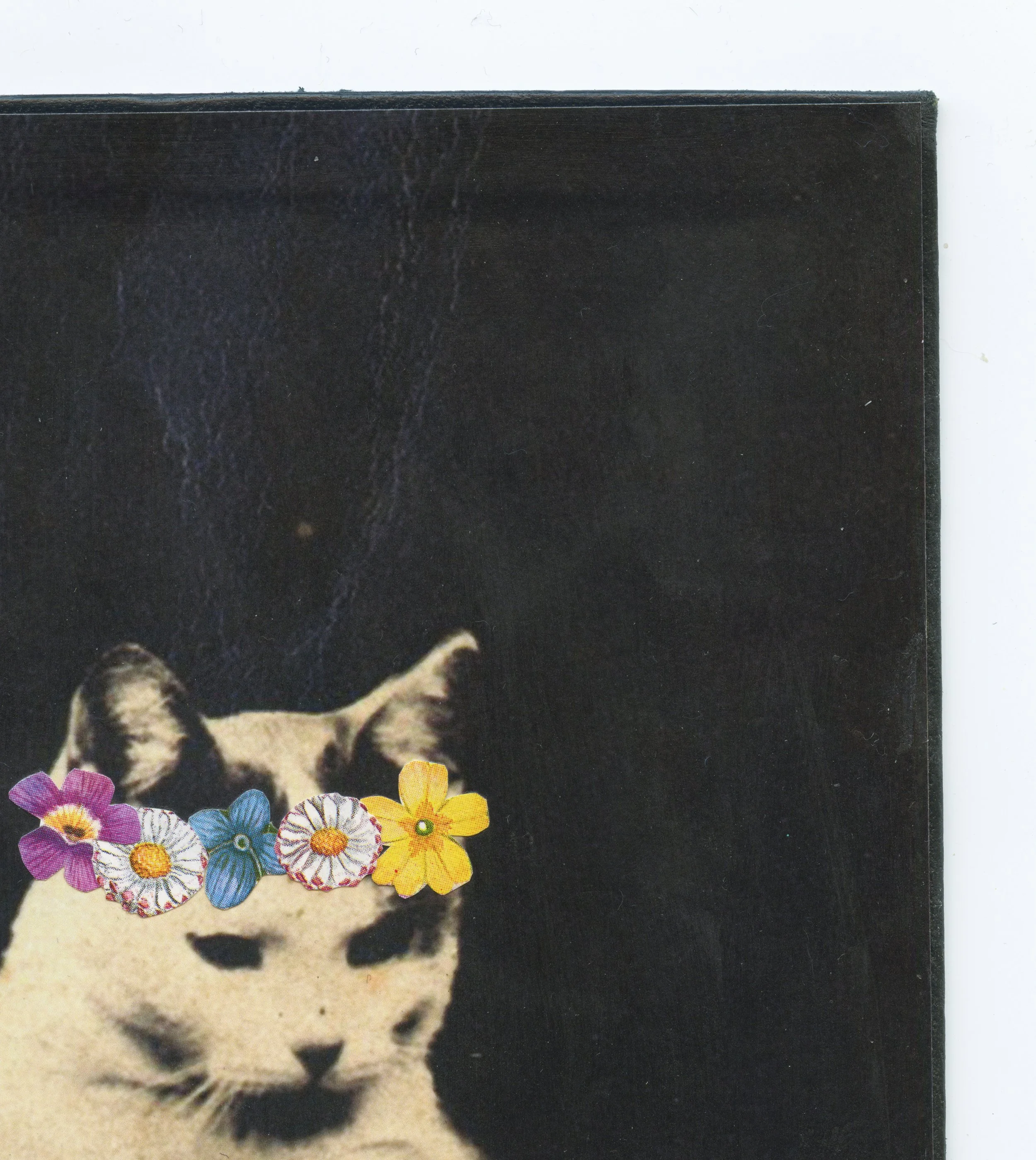 Floral Cat c.jpg