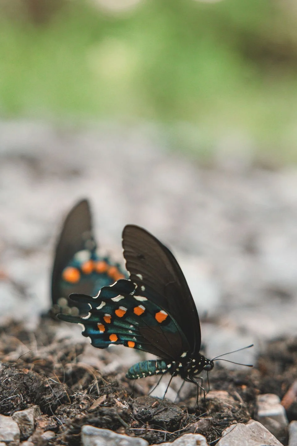 MintCollective_UC-RBC-SM_LaurenHensgens_PREVIEW_048.jpg