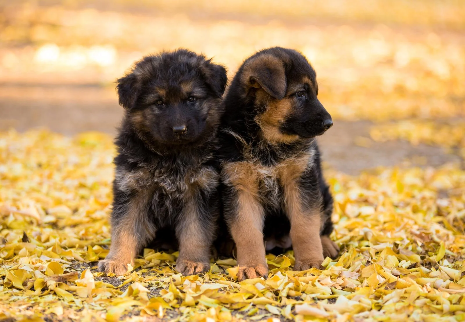 Two 6 week old German Shepherd puppies - a long coat on the left and normal coat on the right