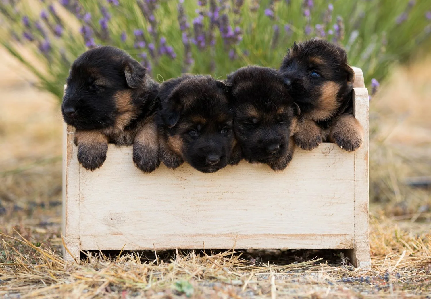 German Shepherd Puppies From Birth To 1 Year Nadelhaus German Shepherds german-shepherd-puppies-from-birth-to-1-year-nadelhaus-german-shepherds