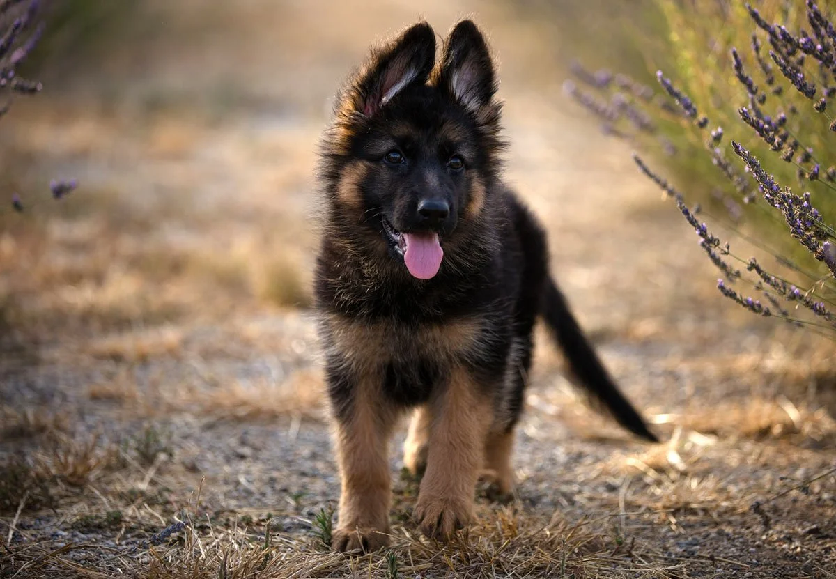German Shepherd Puppies From Birth To 1 Year Nadelhaus German Shepherds german-shepherd-puppies-from-birth-to-1-year-nadelhaus-german-shepherds