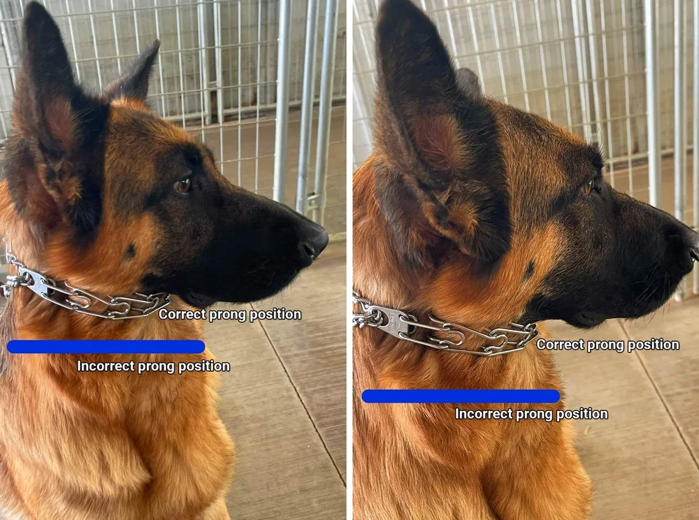 Guide to Prong Collars for German Shepherd Dogs [Sept 2023] Nadelhaus