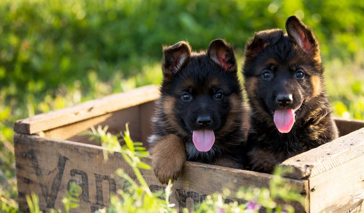 World-Class German Shepherd Puppies For Sale | Nadelhaus German Shepherds