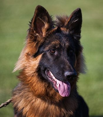 Long-Haired German Shepherd Dogs & Puppies | Nadelhaus | Nadelhaus German  Shepherds