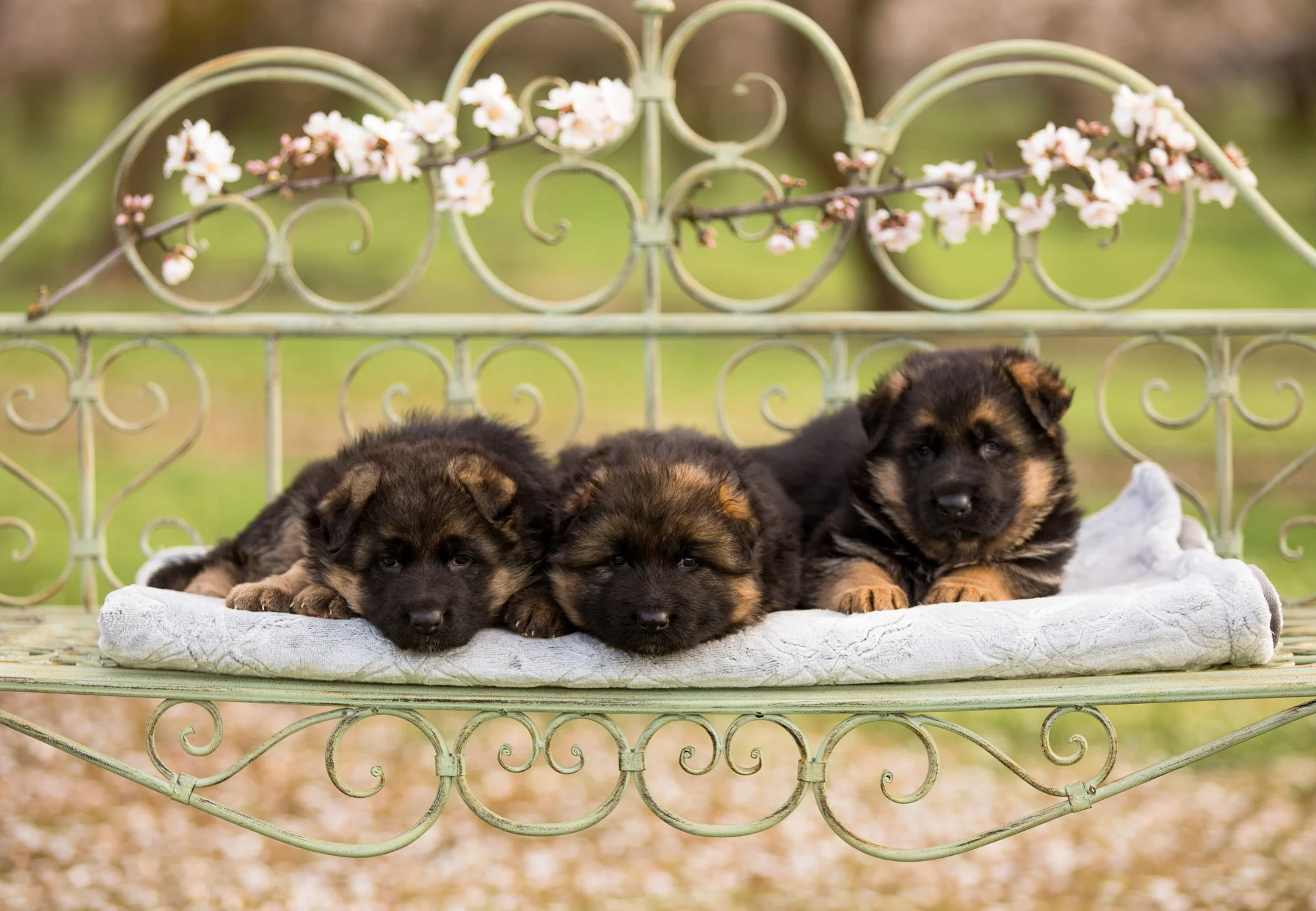 Three 4 week old German Shepherd puppies on a metal bench