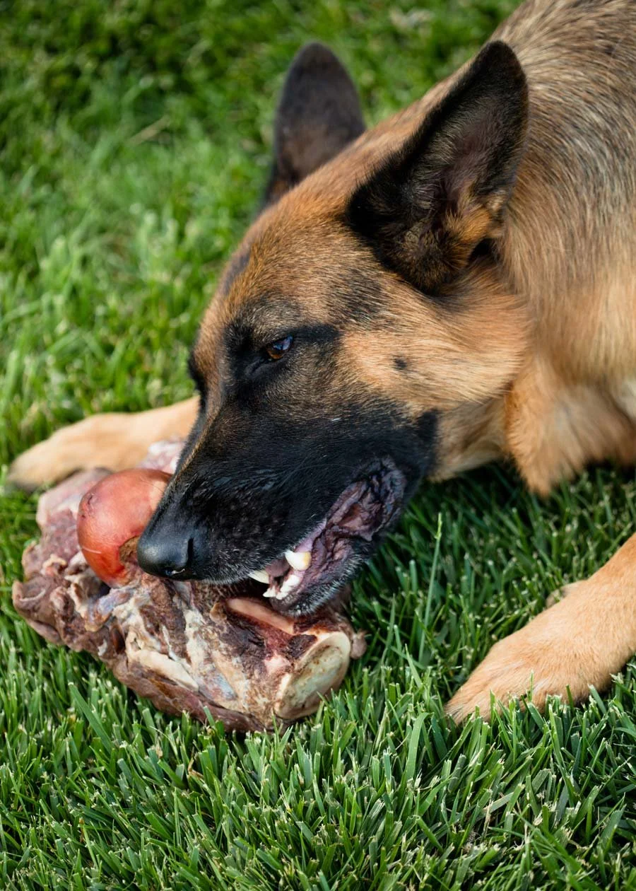 Sliced Beef Cow Knuckle For Dogs Butcher's Prime Beef Knuckle