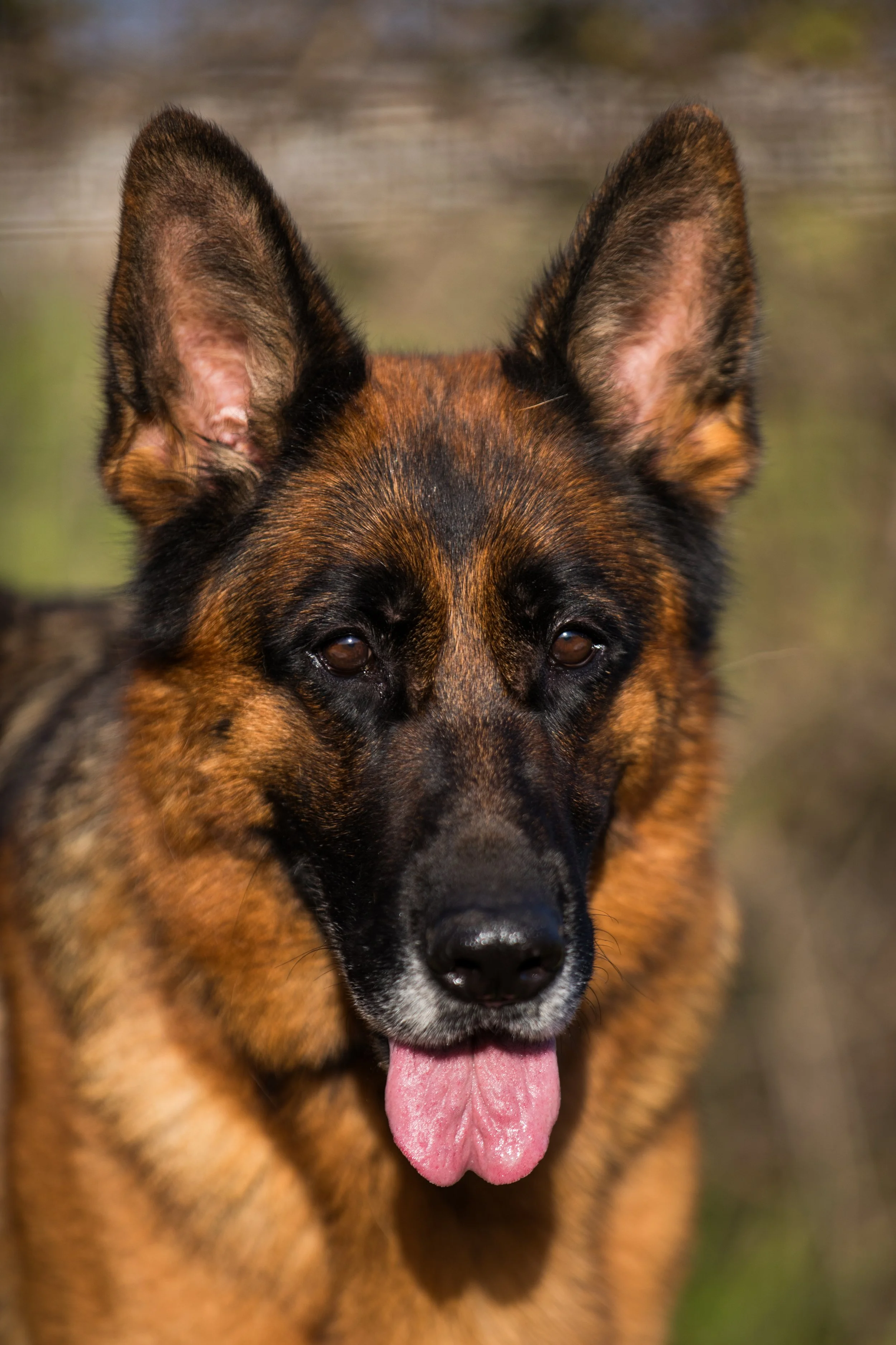 Ugiulia Mont D'Osiris - Female Nadelhaus German Shepherd