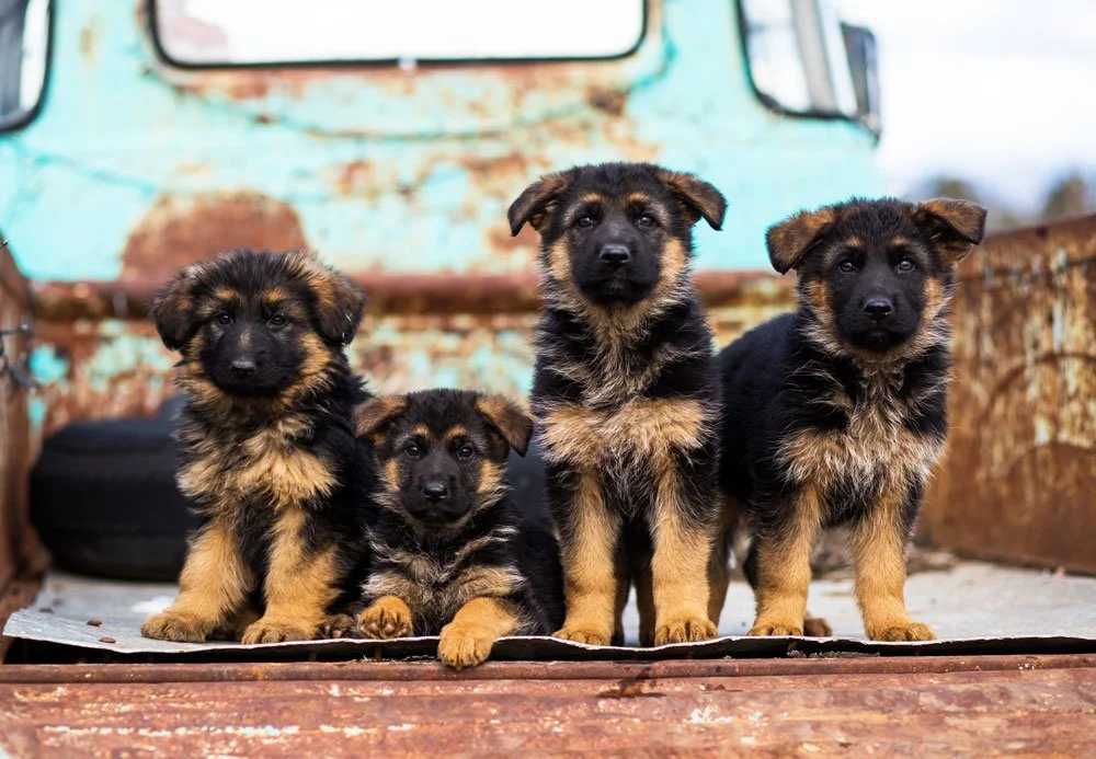 German Shepherd Puppies For Sale In Northern California | Nadelhaus |  Nadelhaus German Shepherds™