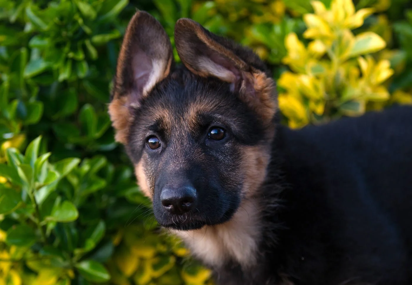 A 12 week old German Shepherd puppy with ears flopping towards each other