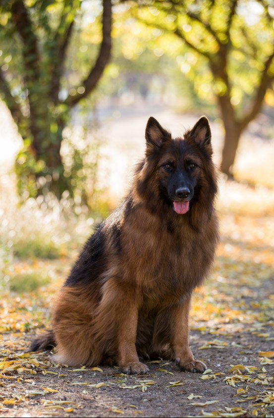 LongHaired German Shepherd Breed Everything to Know